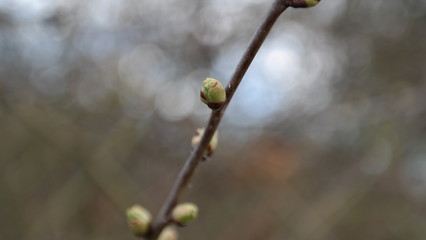 Ast mit Knospen