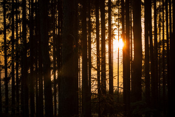 sunset in dark forest