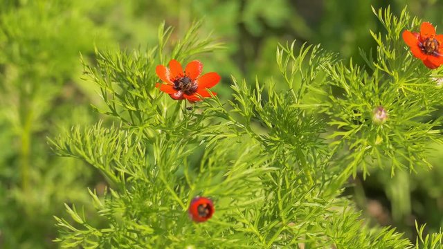 The bright red adonis microcarpa on a glade