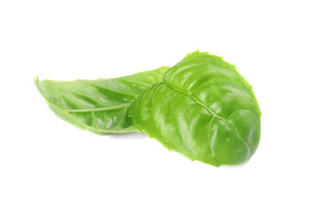 Fresh green basil leaves on white background