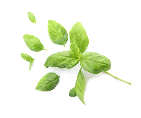 Fresh green basil leaves on white background, top view