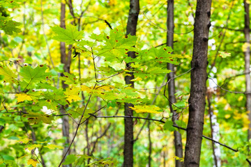 green and yellow maple leaves on twig in forest