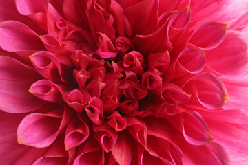 Beautiful pink dahlia flower, closeup view. Floral decoration