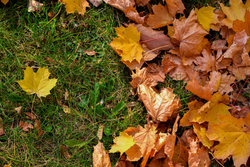 Above view of one orange leaf of oak tree in center on green grass. Beautiful autumn park and concept of season vibes. Fall season.