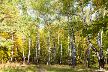 footpath on meadow in birch grove in forest