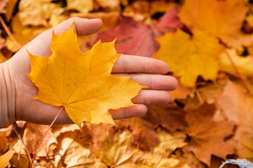 Female in stylish jeans holding one leaf in hand. Close up of woman resting and relaxing in autumn park, sitting on ground among yellow leaves. Concept of season and fall.