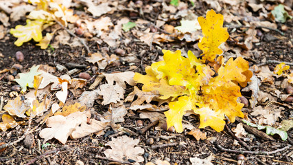 panoramic view of leaf litter with fallen oak leaf