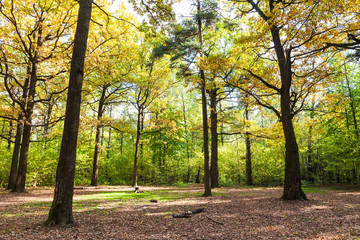 Naklejka premium oak meadow in forest in sunny october day