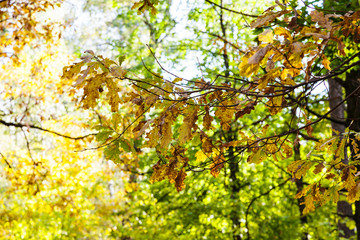 oak tree twigs in sunny october day