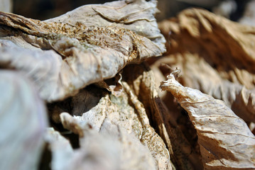 Dry brown leaf texture with dark shadows, natural organic  background, close up detail, soft sepia wavy lines