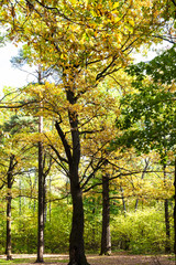 Fototapeta na wymiar oak trees illuminated by sun on meadow in autumn