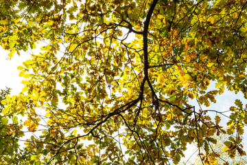 bottom view of oak branch with autumn leaves