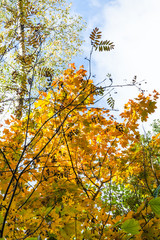 view of rowan, birch and maple in autumn forest