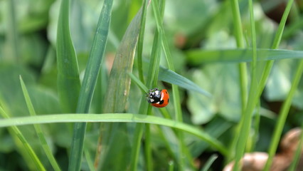 Gras mit Marienkäfer