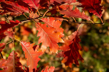 Close up of red and orange leaves of oak tree in beautiful autumn park. Concept of season vibes, fall season. 
