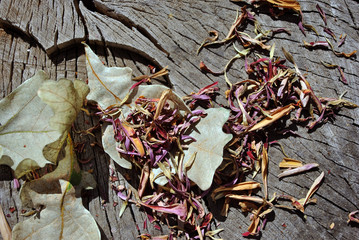 Zinnia bicolor flaccid pink flower petals and white oak leaves,  close up detail, soft gray wooden  background, top view