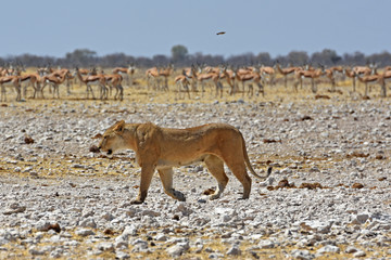 Löwenweibchen (panthera leo) am Wasserloch Gemsbokvlakte im Etosha Nationalpark in Namibia