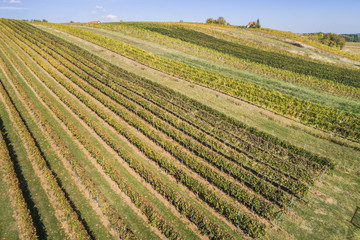 Weingärten im Herbst aus der Luft