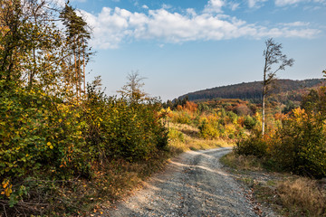 Forstweg im Herbst / Burgenland