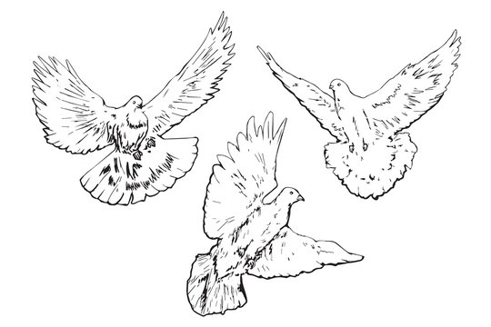 White pigeons flying, hand drawn doodle, sketch outline, vector illustration