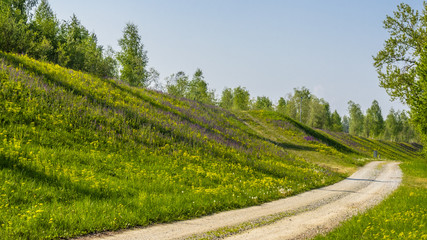 Obraz premium Flower in summer