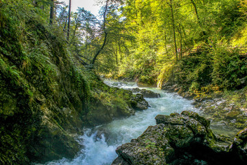 Obraz premium View of canyon Blejski Vintgar with beautiful clear and speed water. Canyon is near the Bled lake in Slovenia.