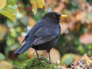 Eurasian Blackbird (Turdus merula), Male, isolated in the forest
