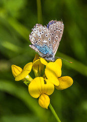 Macro of Gossamer-winged butterfly on flower