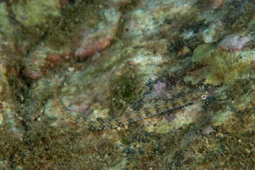 Fototapeta na wymiar Corythoichthys flavofasciatus, Network pipefish.