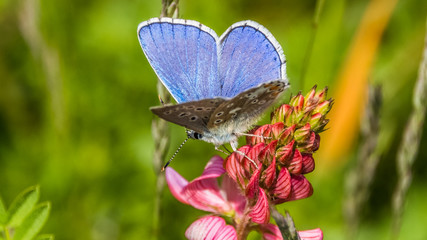 Macro of Gossamer-winged butterfly on flower