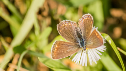 Fototapeta premium Macro of Gossamer-winged butterfly on flower