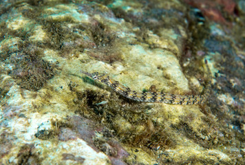Corythoichthys flavofasciatus, Network pipefish.