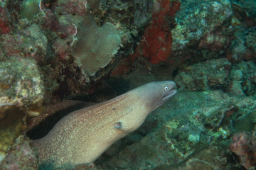 White eyed Moray Eel, Siderea Thyrsoidea.