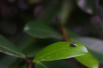 fly on leaf