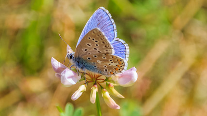 Macro of Gossamer-winged butterfly on flower