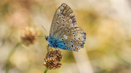 Macro of Gossamer-winged butterfly on flower