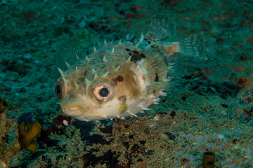 Porcupinefish blow up like a balloon to scare predators by extending its scales to become sharp spines. © Krzysztof Bargiel