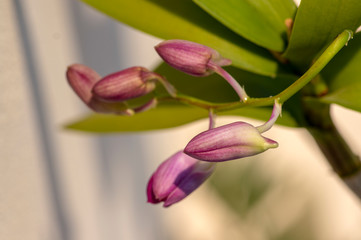 Dendrobium orchid purple flowers in bloom, beautiful amazing flowering plant with group of buds