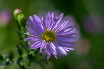 Symphyotrichum novae-angliae Michaelmas daisy in bloom, autumn ornamental herbaceous perennial plant