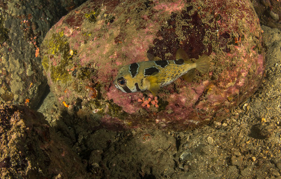 Black-blotched Porcupinefish, Diodon liturosus