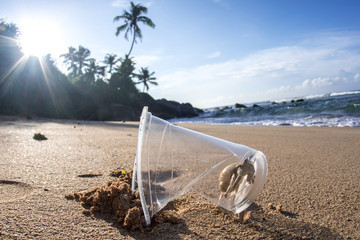 Hermit Crab living at polluted beach