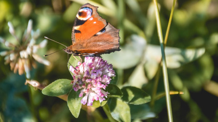Macro of peacock butterfly on flower