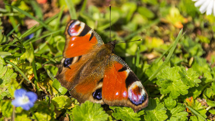 Fototapeta na wymiar Macro of Peacock butterfly on flower