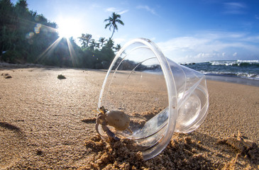 Hermit Crab living at polluted beach