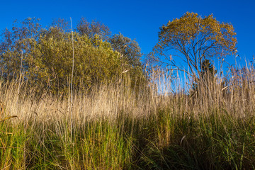 Fototapeta premium Autumn forest. Forest background. Pine adn birch. Focus selected.