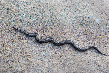 angerous snake on the sand. Viper in the park on the road. Focus selected.