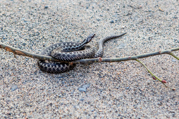 angerous snake on the sand. Viper in the park on the road. Focus selected.