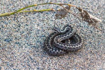 angerous snake on the sand. Viper in the park on the road. Focus selected.
