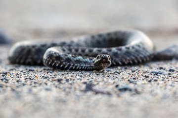 angerous snake on the sand. Viper in the park on the road. Focus selected.