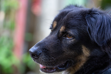 Smiling black dog in the garden